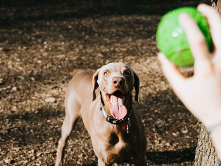 Keeping Pests at Bay: Essential Pest Control Tips for Pet Owners in Rowlett