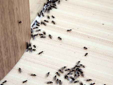 Effective Strategies for Protecting Homes from Ant Infestations in Parker, Texas