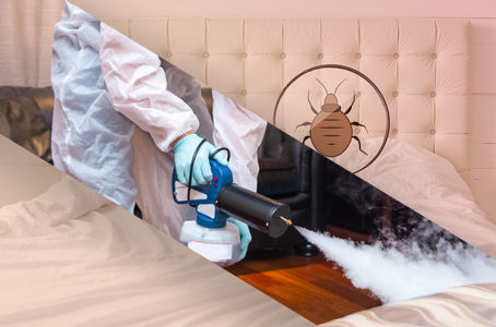 Bed Bug Behavior and Treatment Strategies for Homes in Weston, Texas