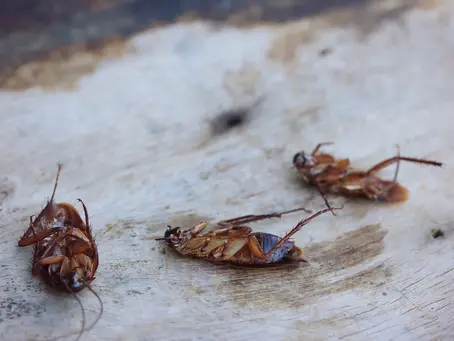 Emergency Pest Control Solutions in Royse City: Handling Unexpected Pest Crises