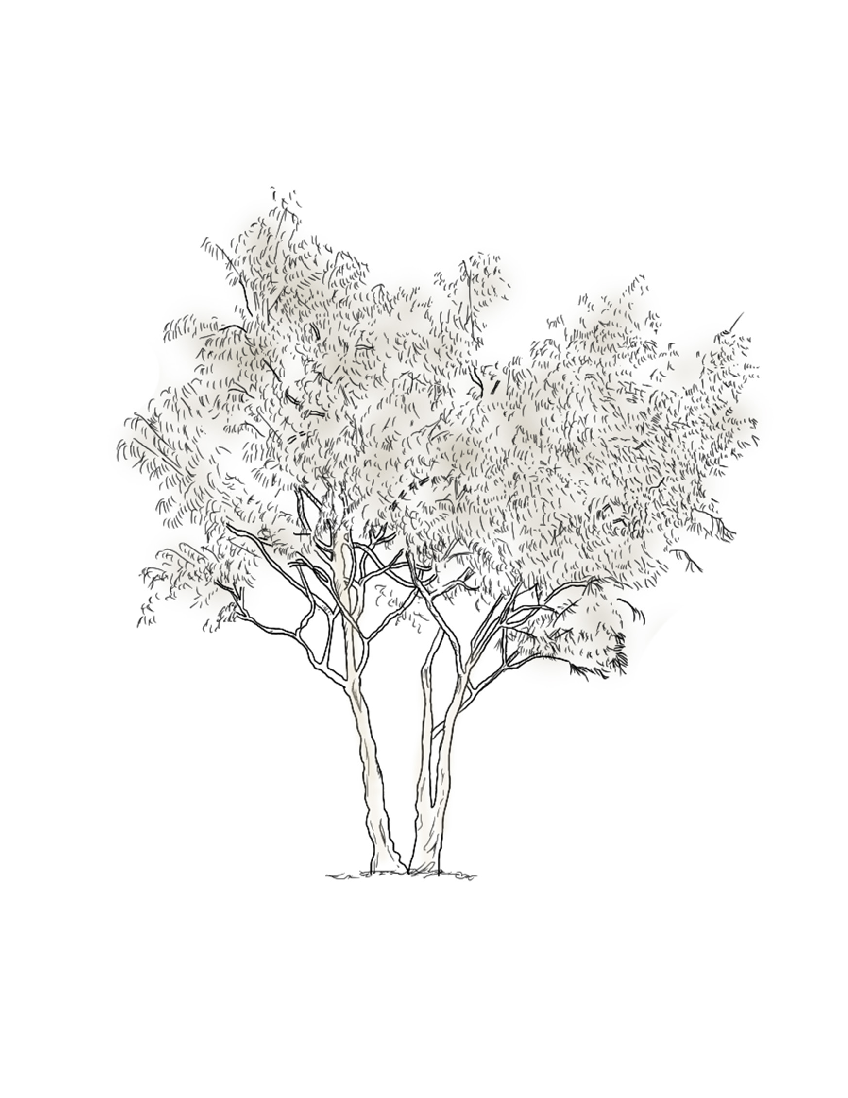 png-transparent-eucalyptus-camaldulensis-tree-woody-plant-trunk-eucalyptus-maple-leaf-bran
