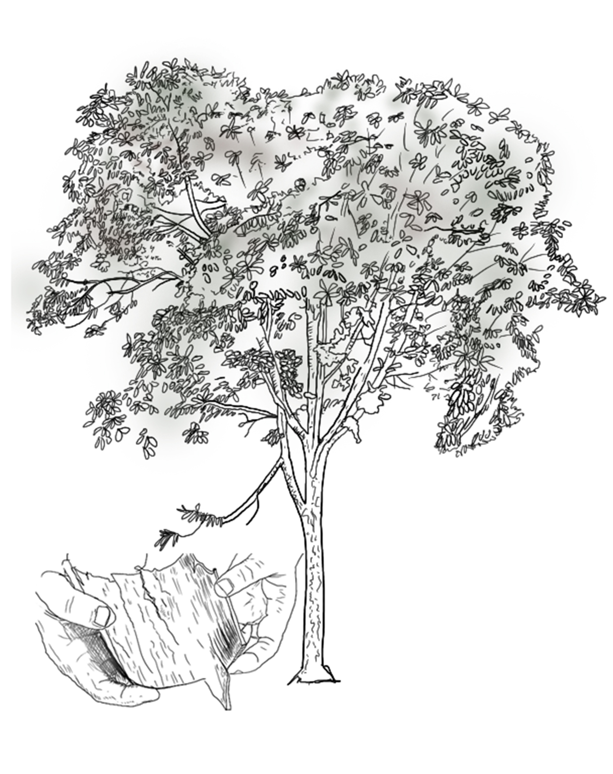 Cinchona officinalis (Quinine Tree)_2x.jpg