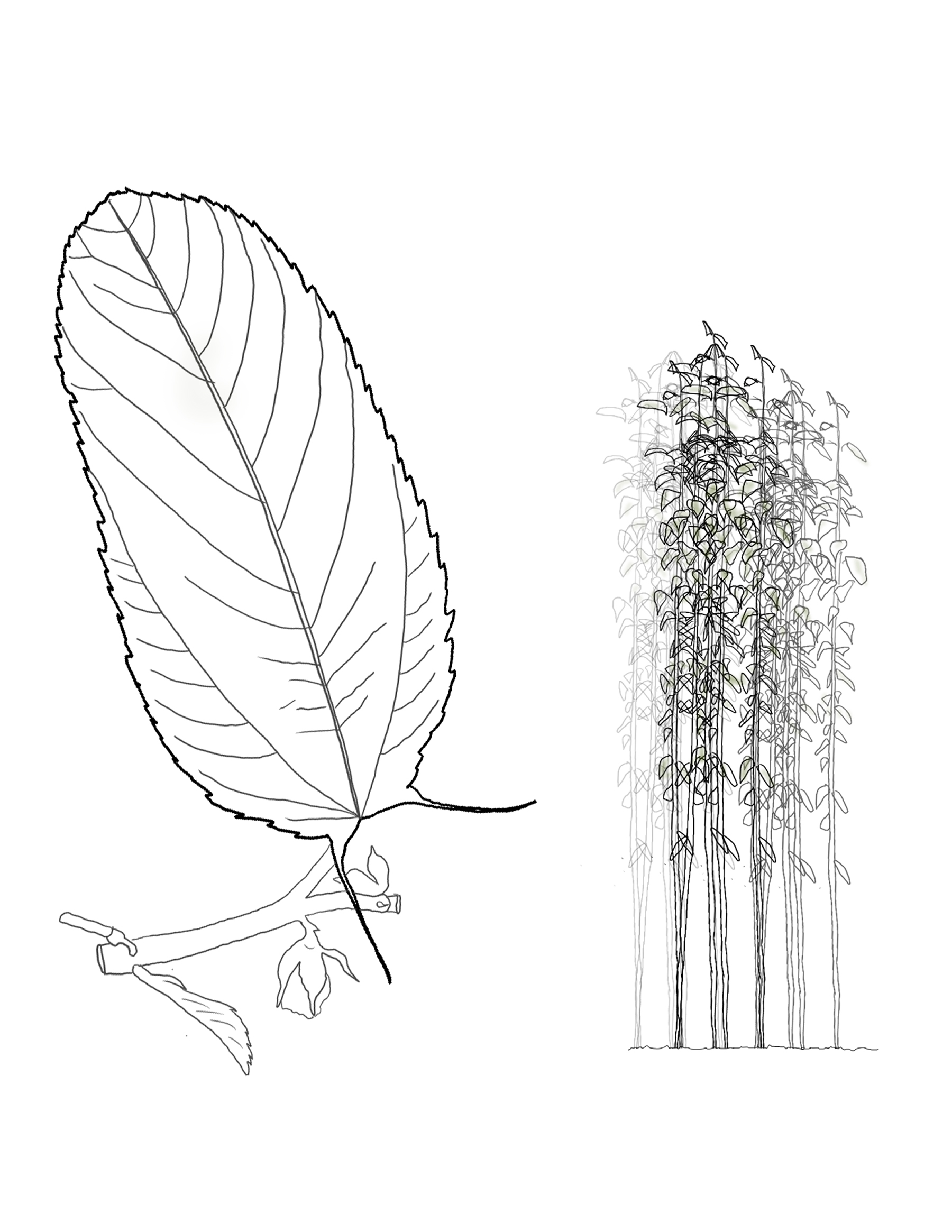 Corchorus olitorius (Jute).jpg