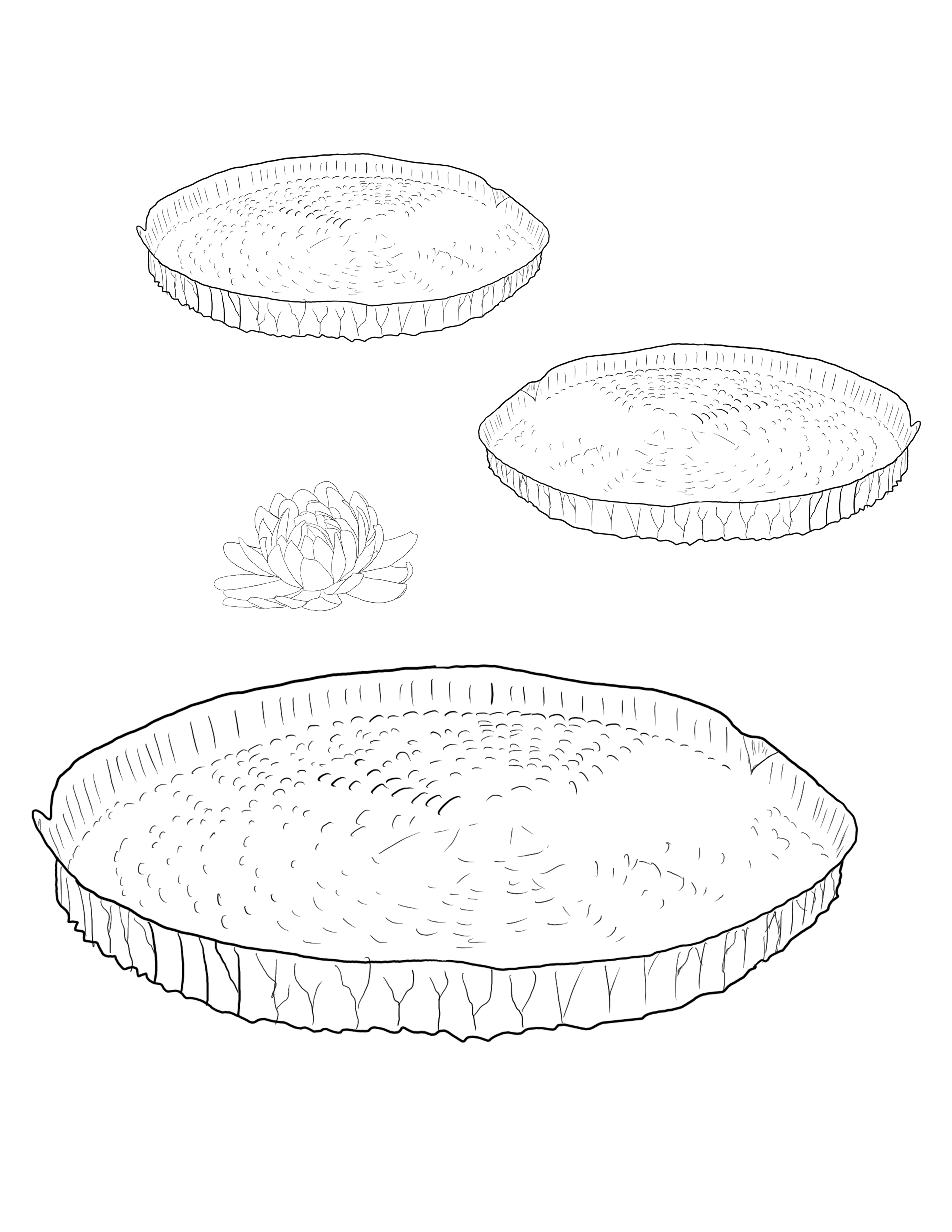 Victoria amazonica (Giant Water Lily)_2x.jpg