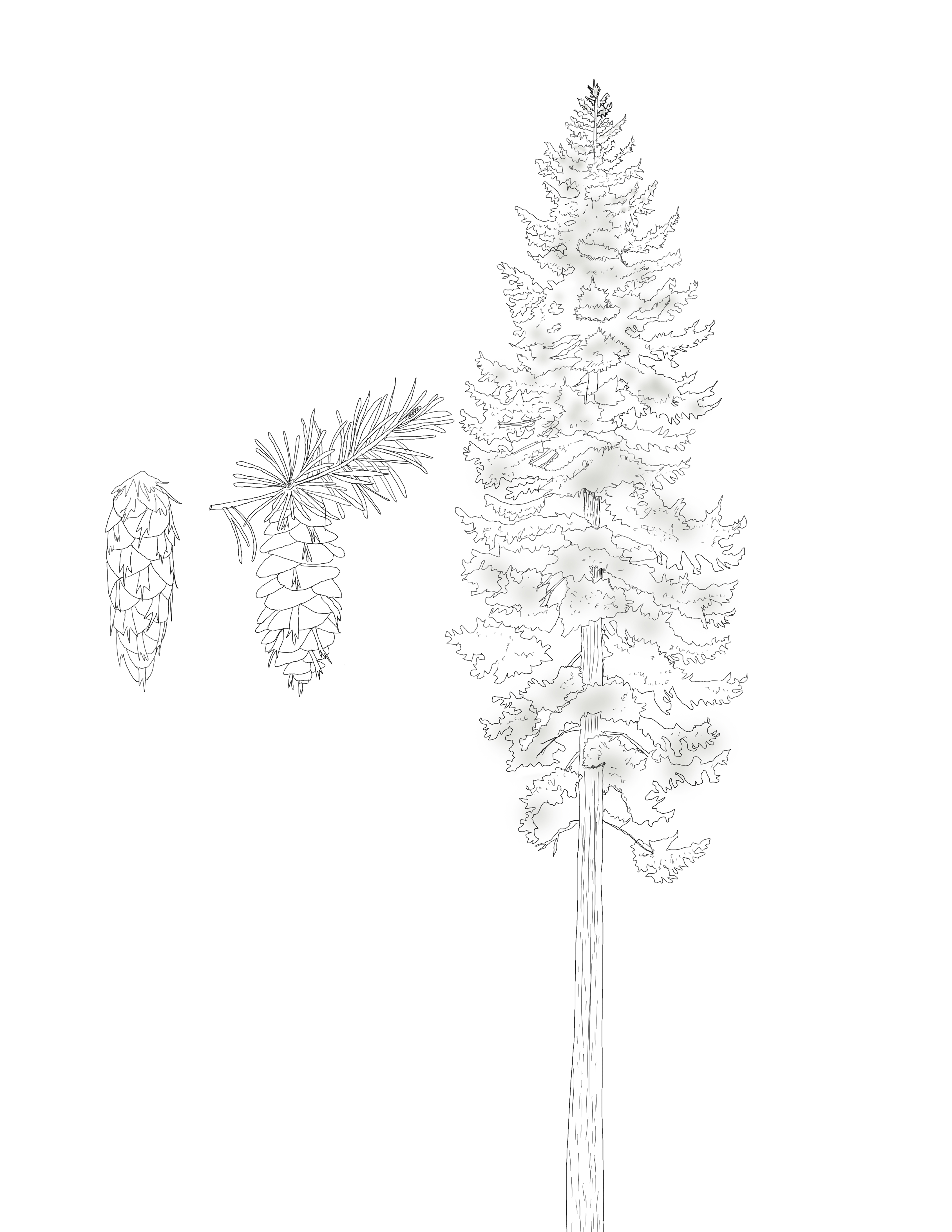 pseudotsuga menziesii (douglas fir)_2x.jpg