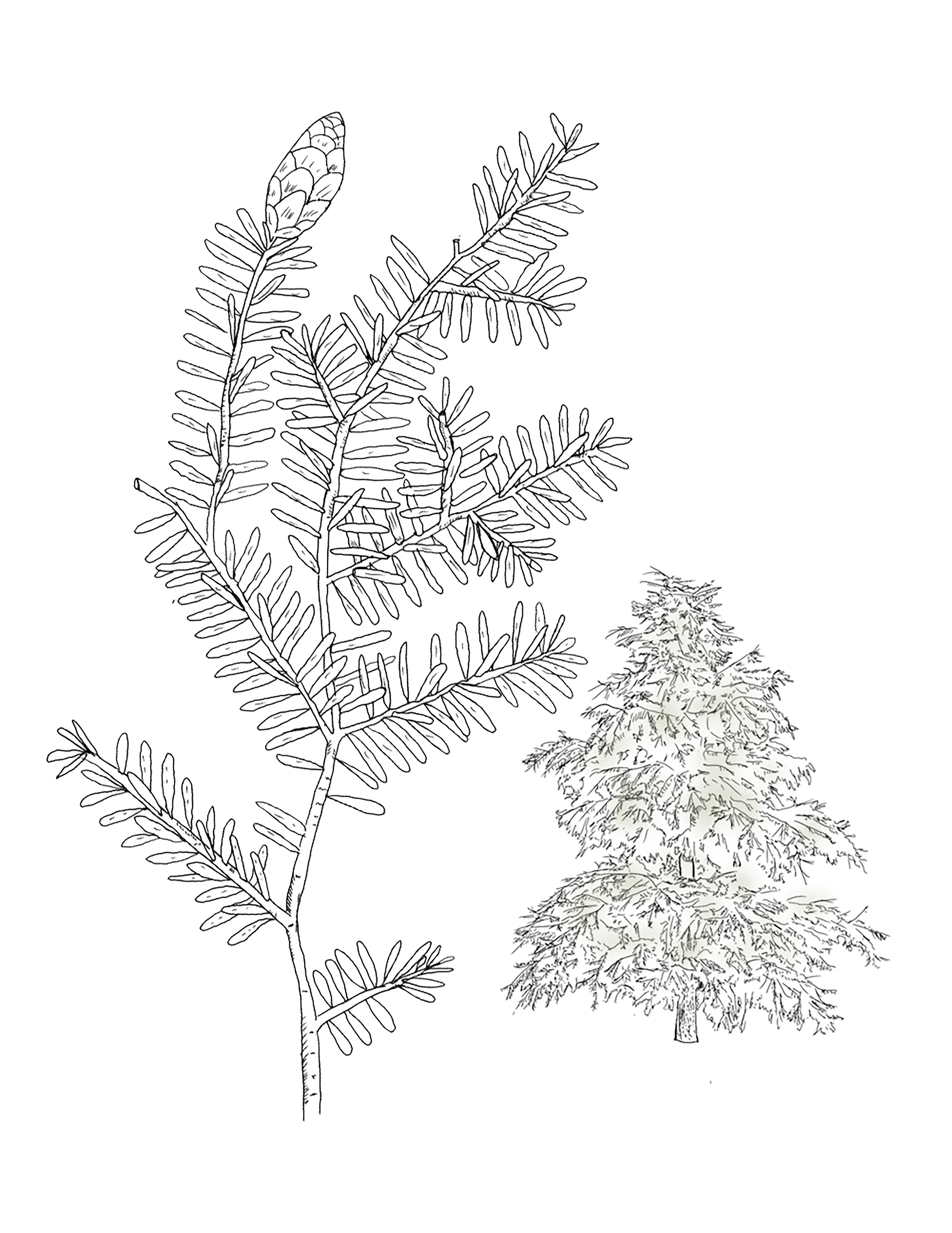 Eastern Hemlock (Tsuga canadensislarger)_2x.jpg