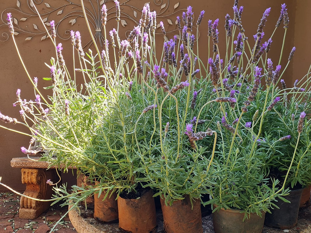 Guidelines for growing your own lavender