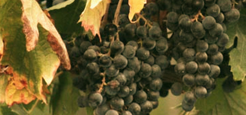 Cluster of Grapes_edited.jpg