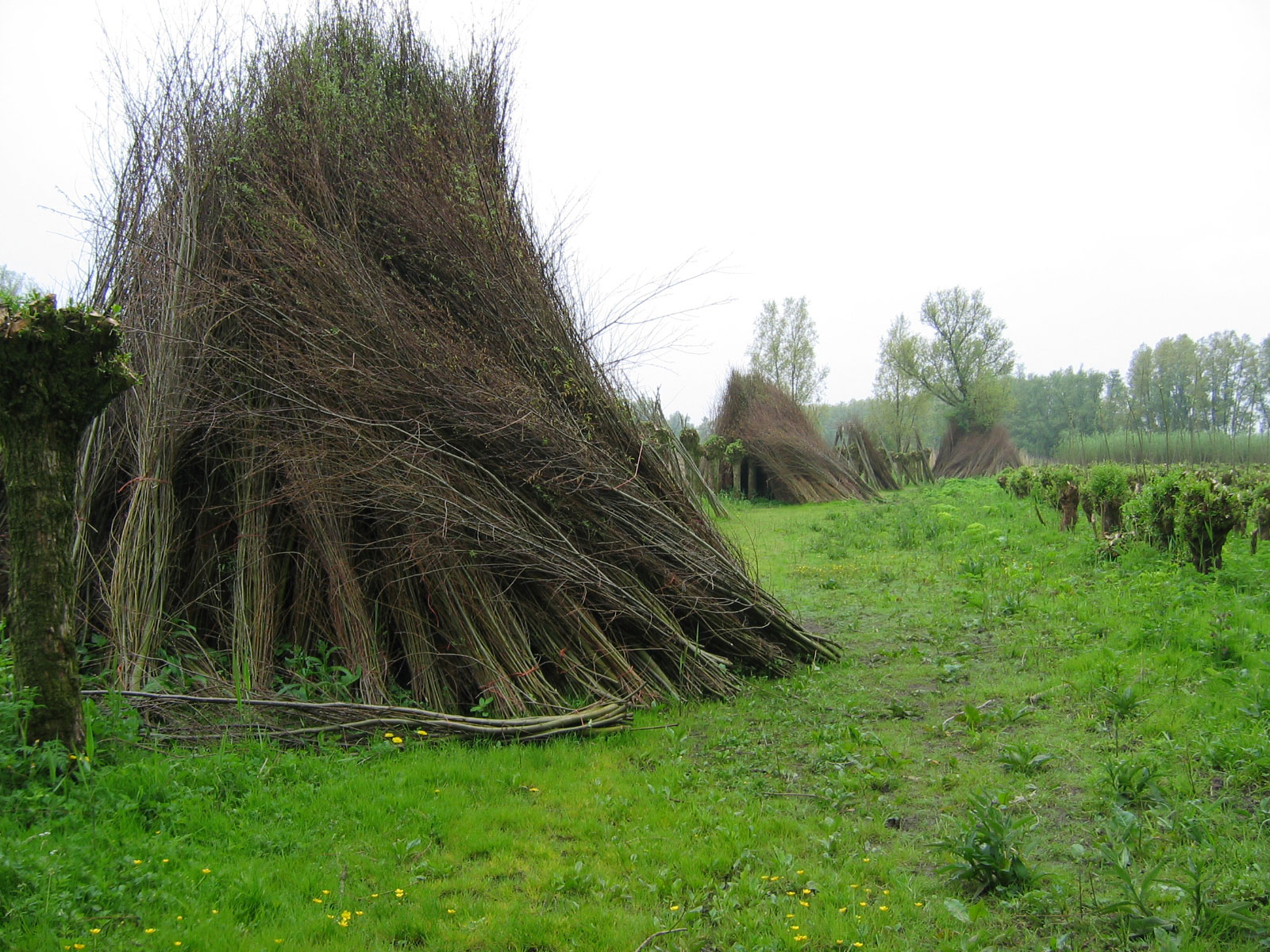 Nationaal Park De Biesbosch