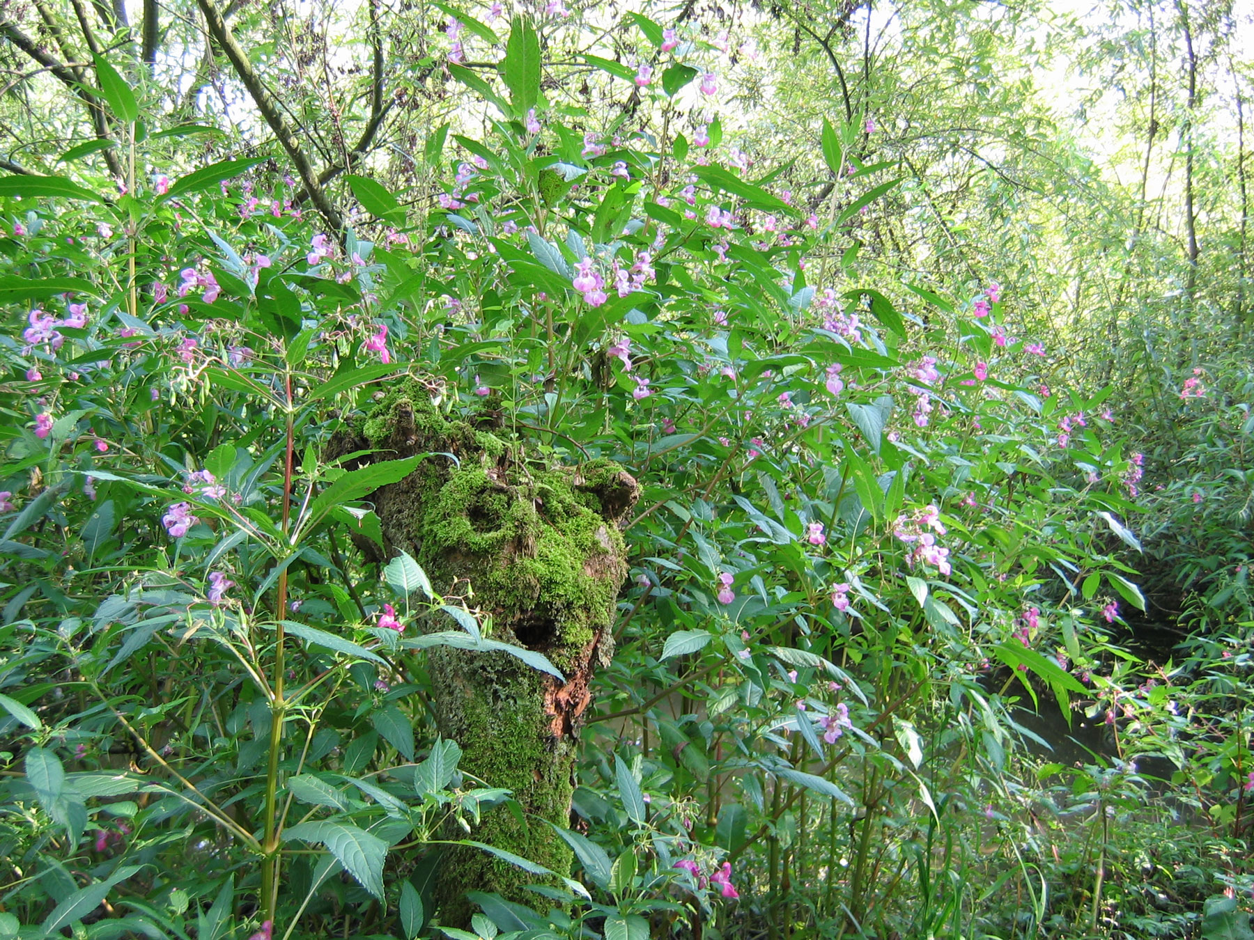 Nationaal Park De Biesbosch