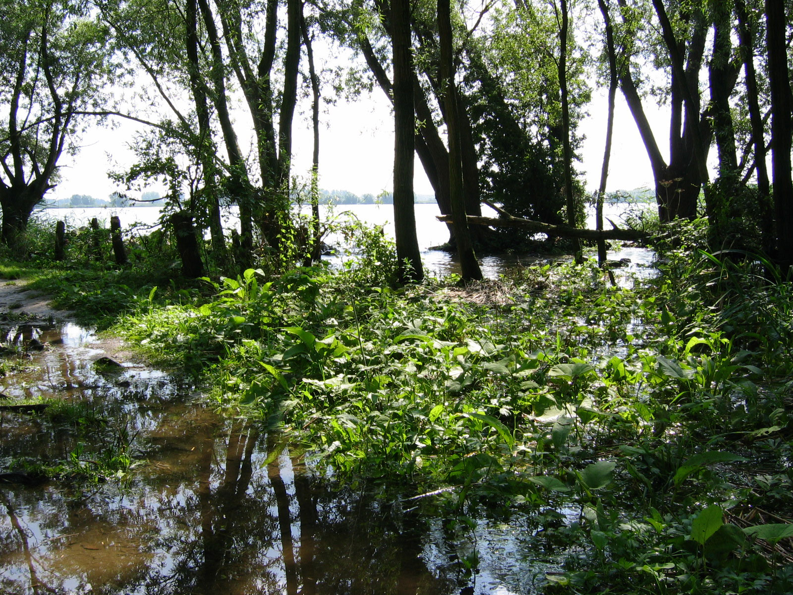 Nationaal Park De Biesbosch