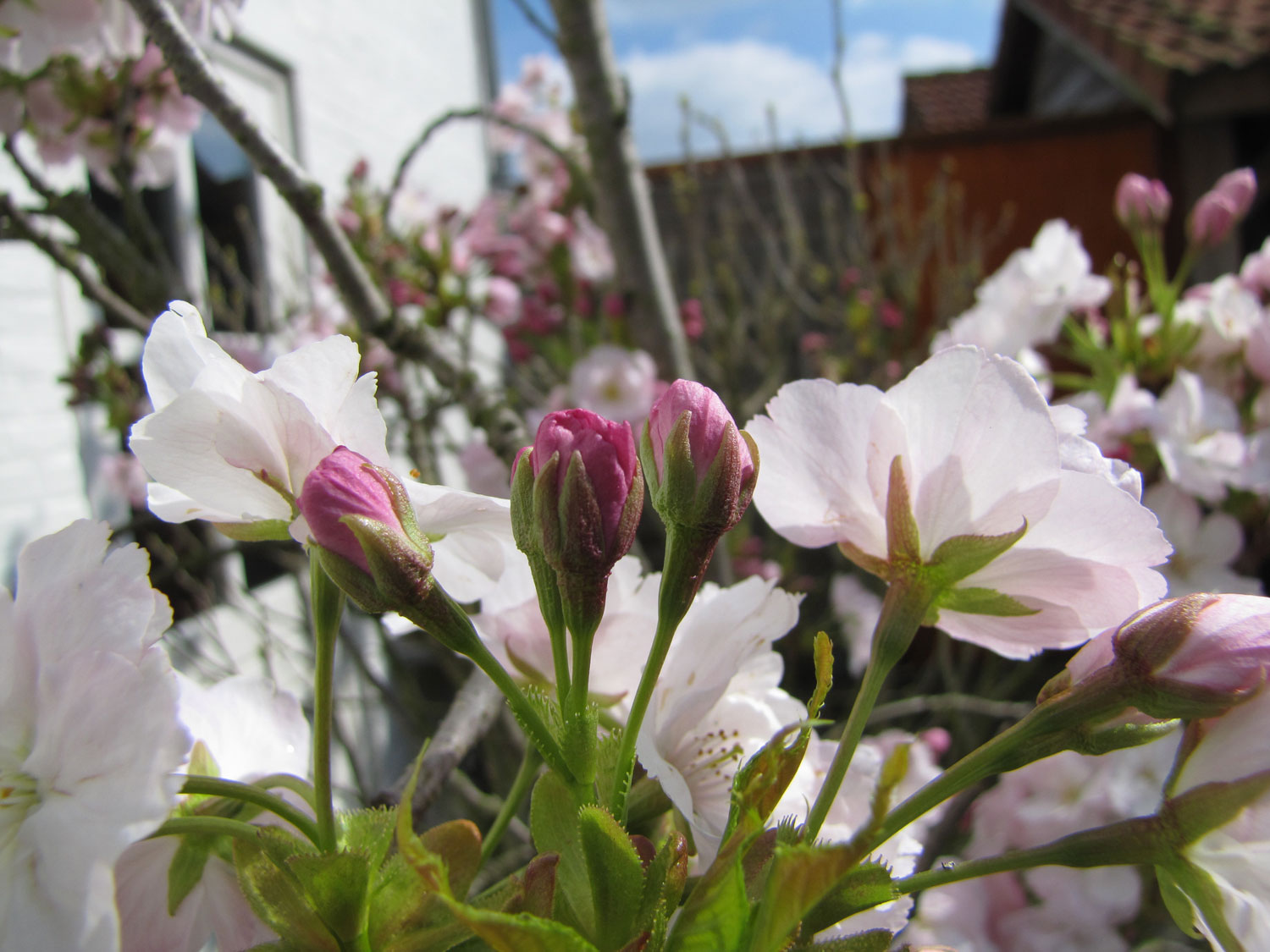 Voorjaar in de tuin