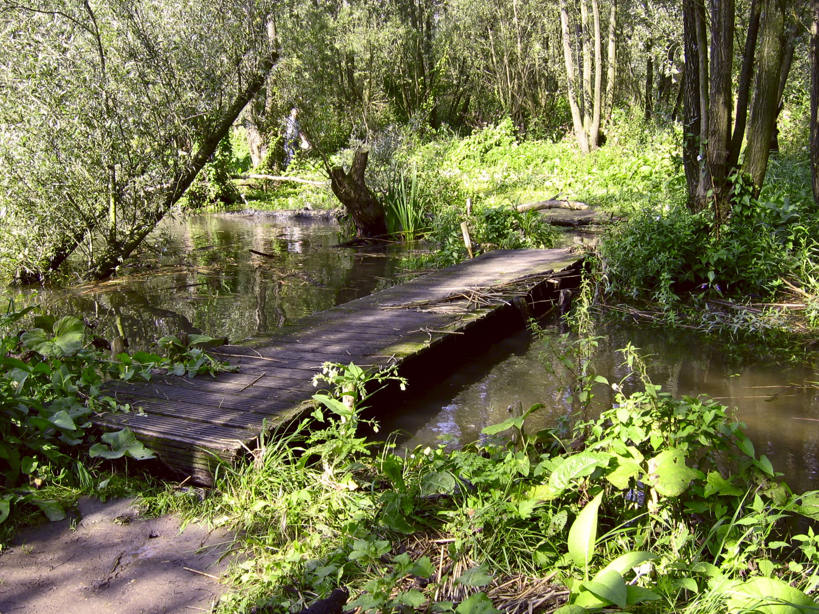 Nationaal Park De Biesbosch