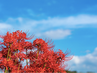 暑さ寒さも彼岸まで🌾