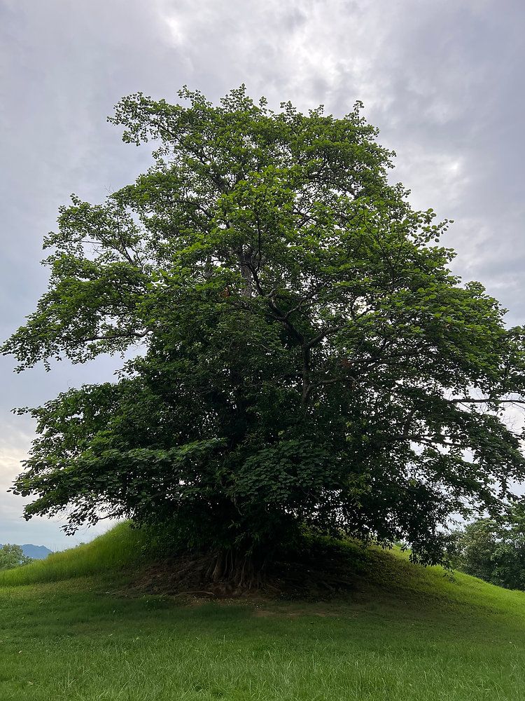Unveiling Nepal's Treasured Secret
