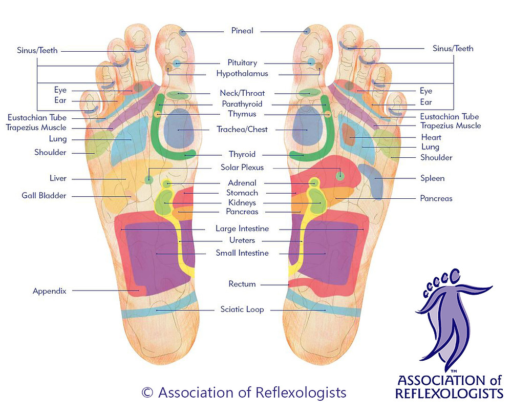 Reflexology Map Of Your Feet Reflexology Map Of Your Feet