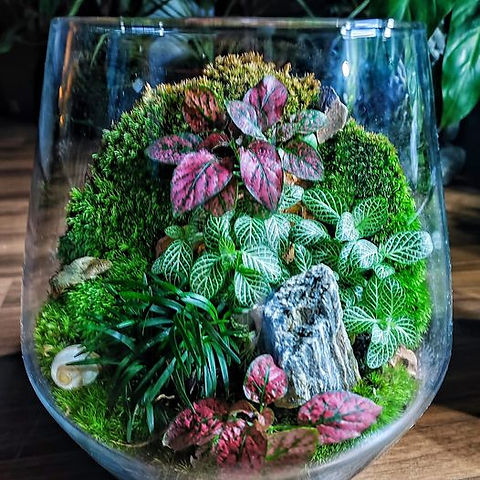 Personalised Terrarium plant Selection TOOL | Aquatic Plants SA