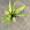 Thumbnail: Variegated Bird’s Nest Fern - Asplenium sp.