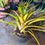 Thumbnail: MINI Bromeliad ‘Pink’ 8cm pot L