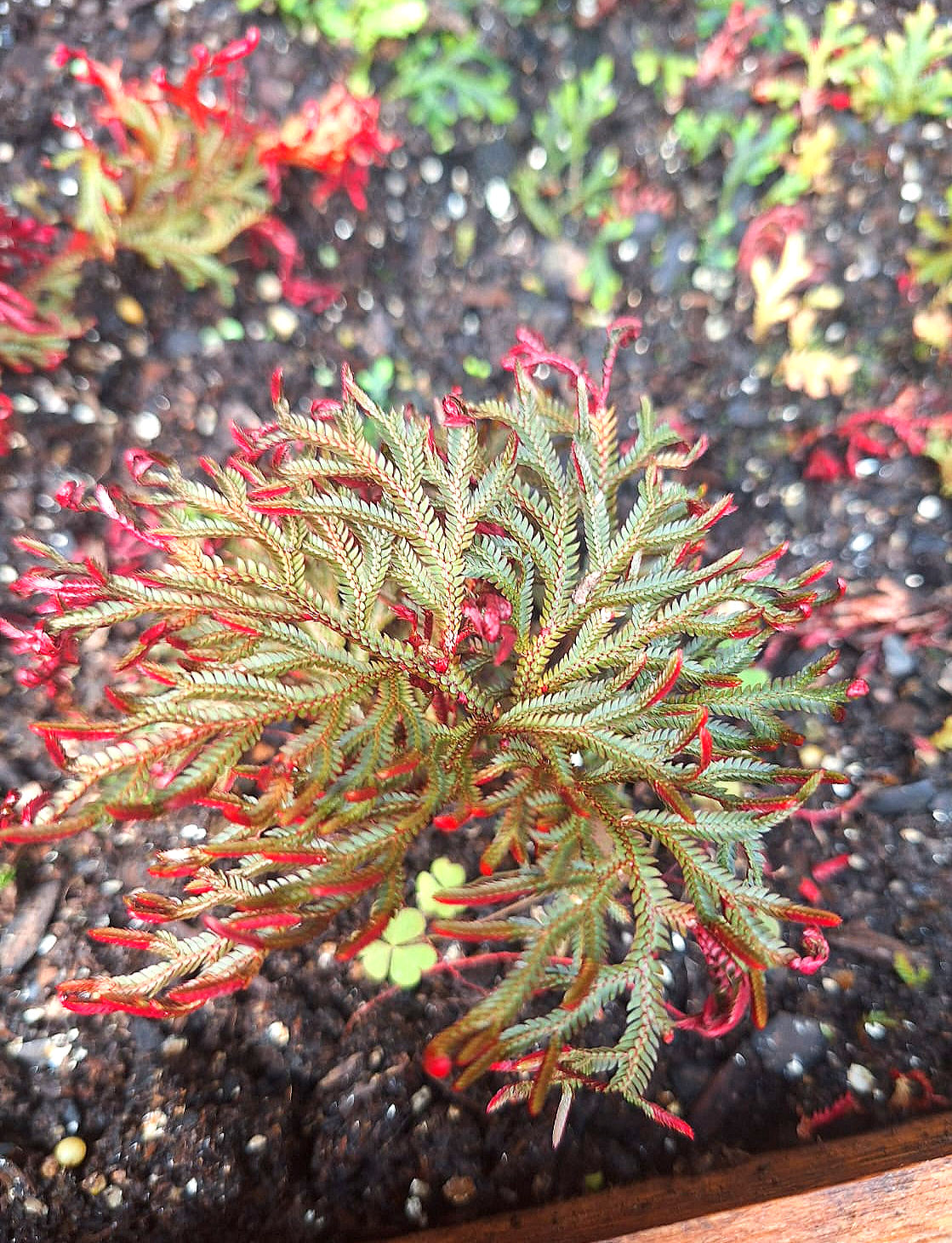 Selaginella erythropus - Ruby RED club moss - plug