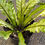 Thumbnail: Variegated Bird’s Nest Fern - Asplenium sp.