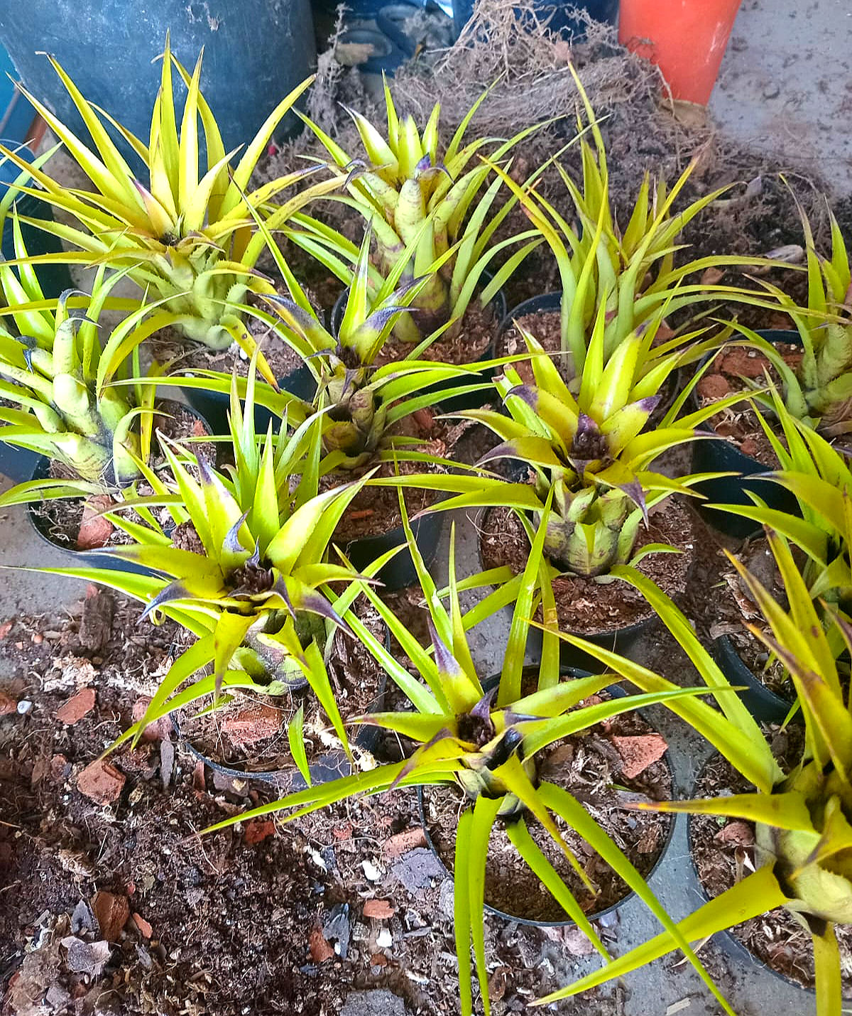 MINI Bromeliad ‘Pink’ 8cm pot S/M