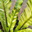 Thumbnail: Variegated Bird’s Nest Fern - Asplenium sp.