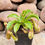 Thumbnail: Nepenthes alata