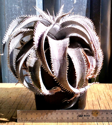 Dyckia marnier-lapostollei var. Bahia ⑵