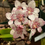 Thumbnail: Sarcochilus hartmanii x Kirra-Lea (3) on Bark