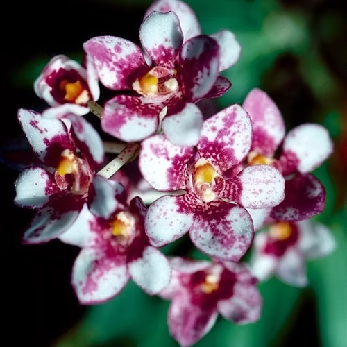 Sarcochilus Newbold Thredbo (12) on Bark