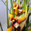 Thumbnail: Maxillaria houtteana Cream flower (E) plug sized