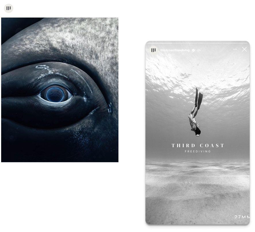 weeknight studio social media design freediving