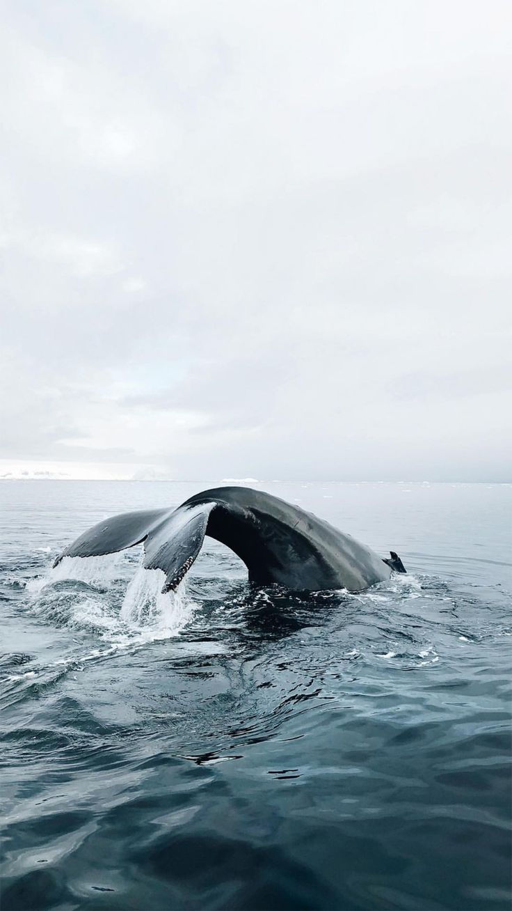 weeknight studio branding design freediving