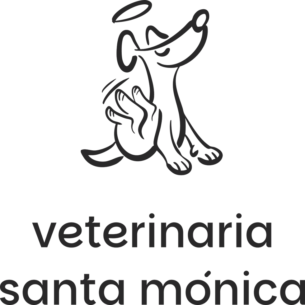 weeknight studio branding design vet