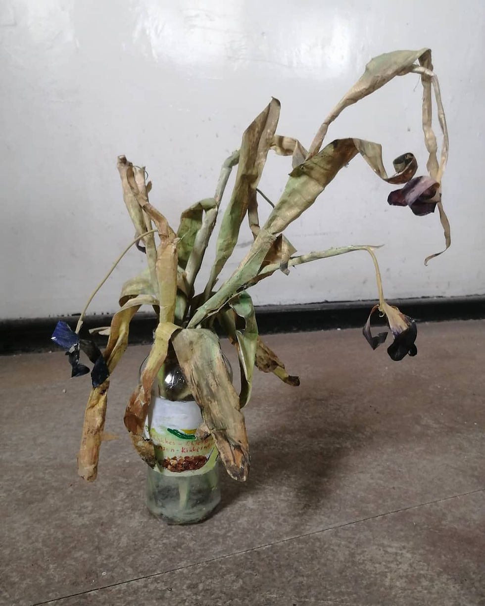 Thumbnail: 'Dead flowers'
