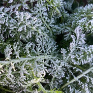 yarrow.jpg