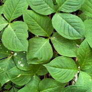 IMG_5990 (1)_edited.jpg