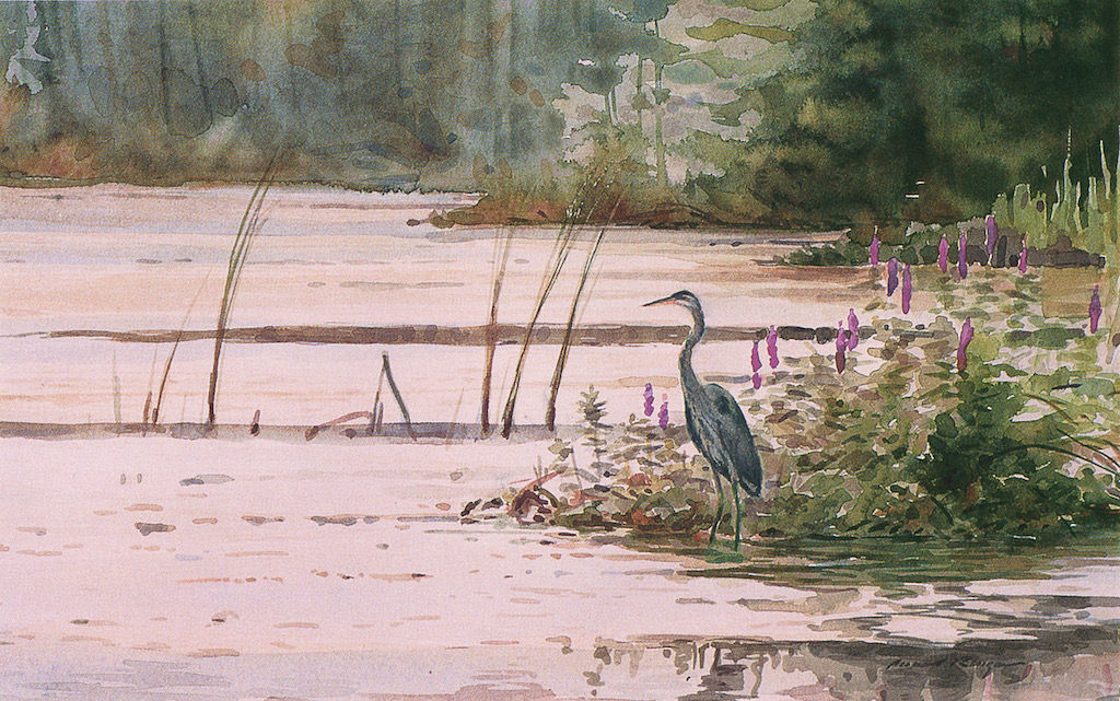 Heron in the Loosestrife