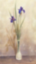 Siberian Iris