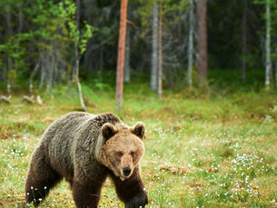 Rewilding explained and rewilding initiatives in Europe