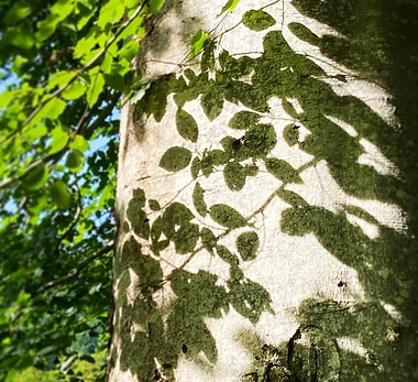 The Hills of Aberfeldy - forest