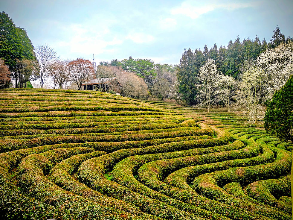 teplantage