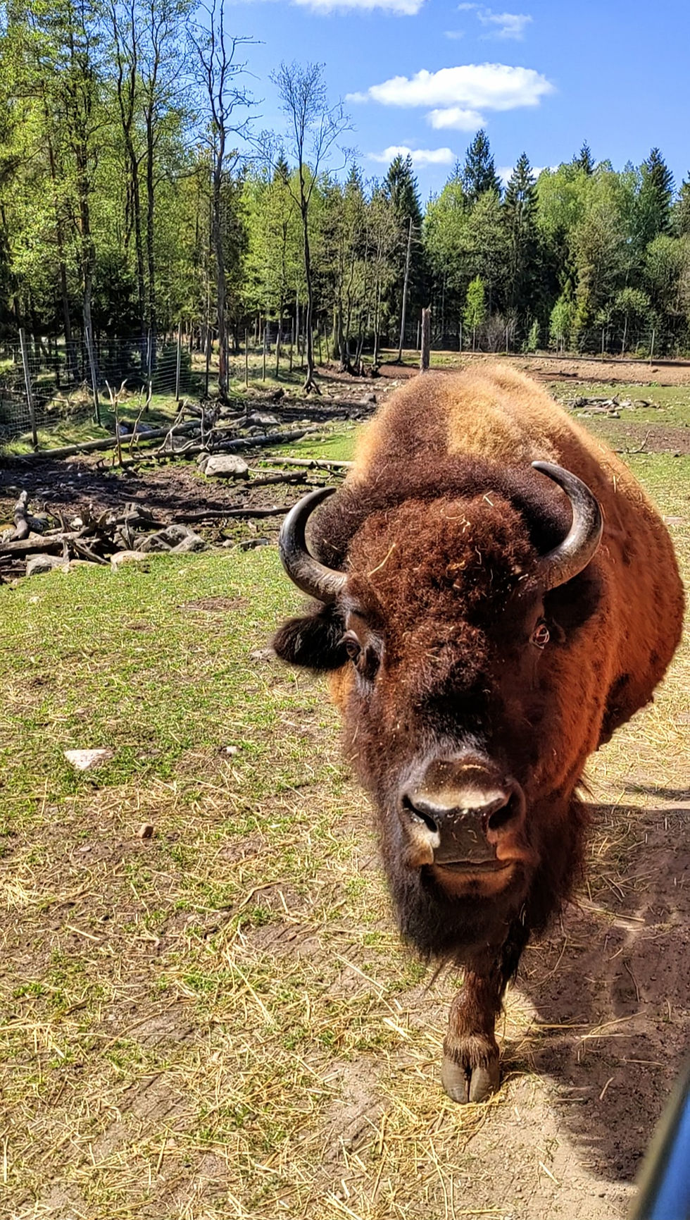 en bison oxe i småland