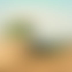 Le manioc, pilier alimentaire en Afrique de l’Ouest