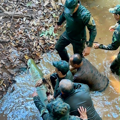 Guarda Metropolitana realiza manejo de peixes no Parque Cesamar