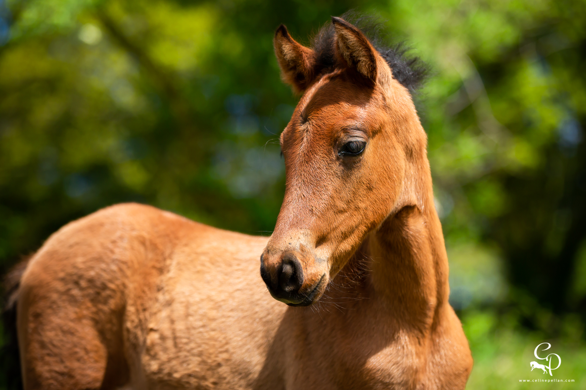 Chevaux espagnols de Kergonan