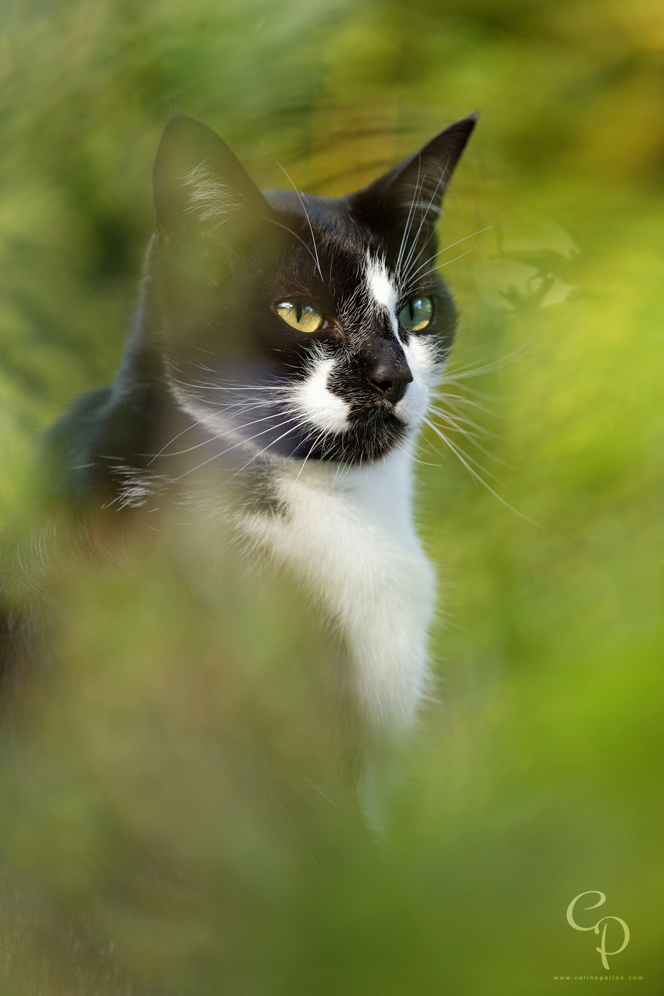 Chat