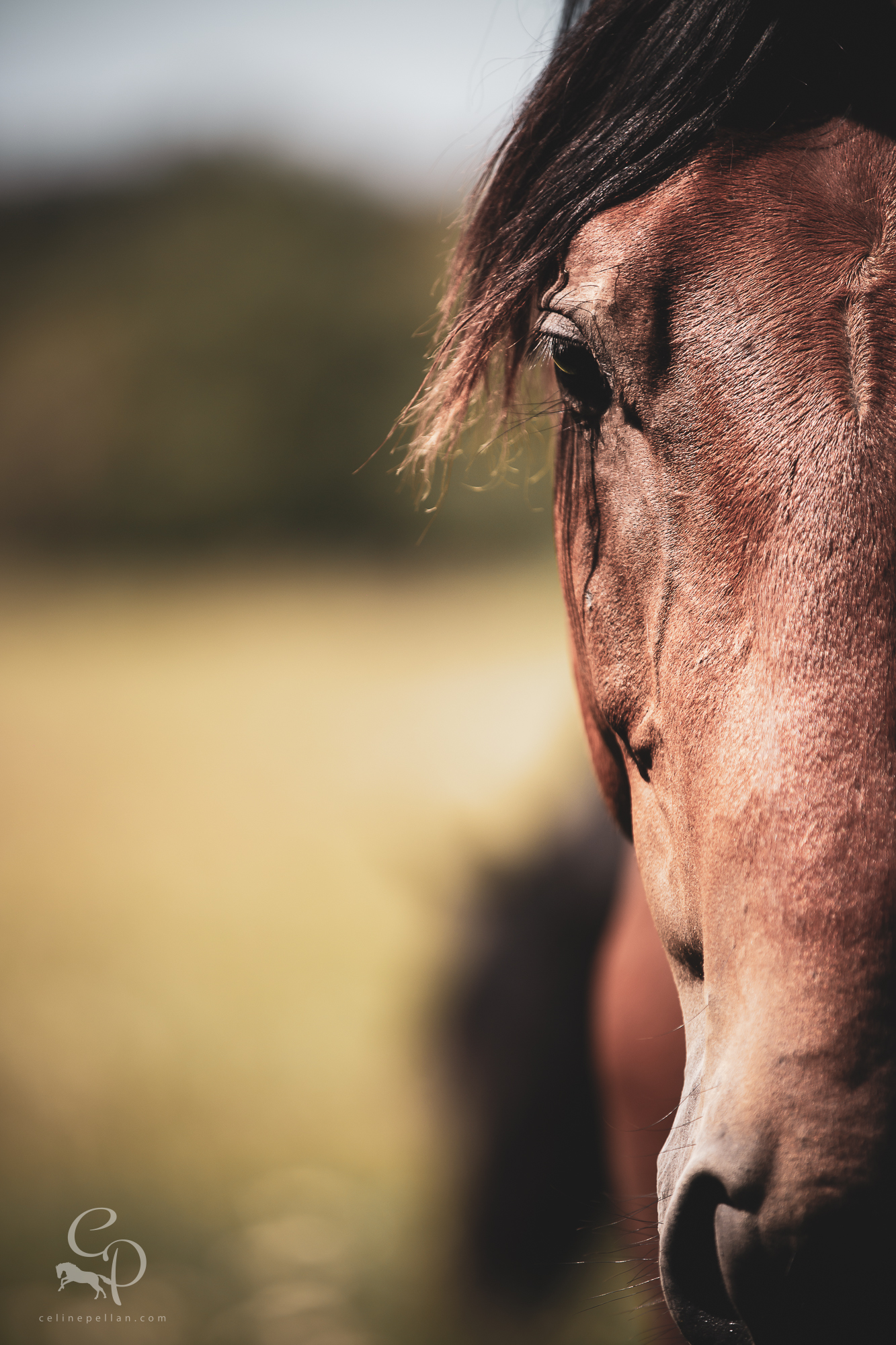 Soins du cheval / Artisanat