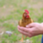 Small chicken holding.jpg